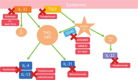 Biologics And Their Targets For Atopic Dermatitis Treatment Download