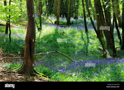 Puddletown Forest Hi Res Stock Photography And Images Alamy