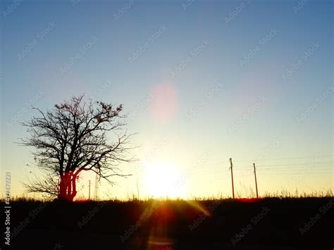 Sunset Horizon With Nude Tree Silhouette Stock Photo Adobe Stock