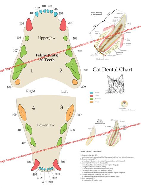 Cat Dental Teeth Anatomy Poster