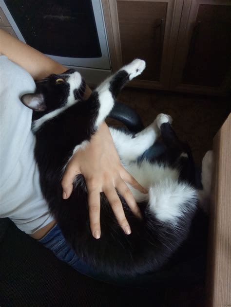 Все любят котиков :) | Пикабу