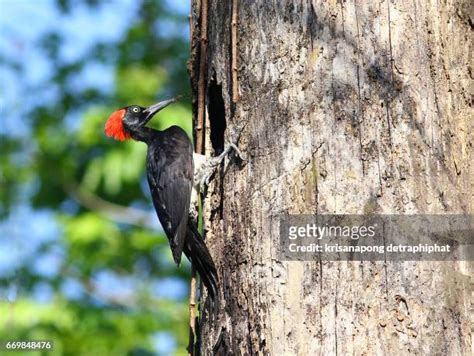 325 Blue Woodpecker Bird Stock Photos, High-Res Pictures, and Images ...