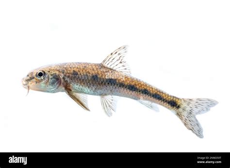 Gudgeon fish Cut Out Stock Images & Pictures - Alamy