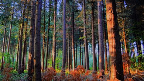 Wallpaper Sunlight Trees Landscape Grass Wood Branch Ferns