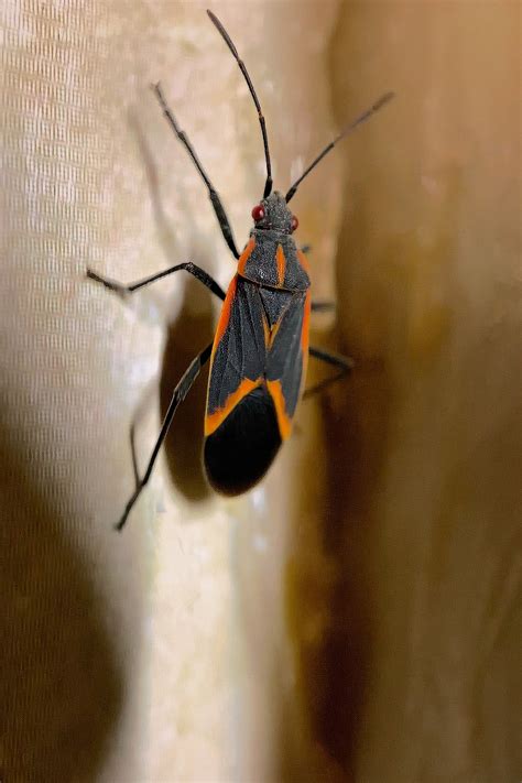 Box Elder Bugs Guide| Mint Pest Control