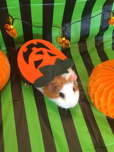 Halloween Guinea Pig Costume. Pumpkin Costume for Small Pet. - Etsy