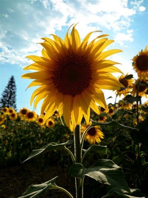 A Large Sunflower Standing In The Middle Of A Field