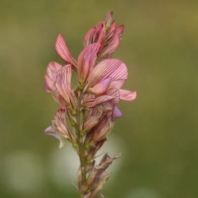 Rosadas leguminosas - Flores silvestres de Aragón