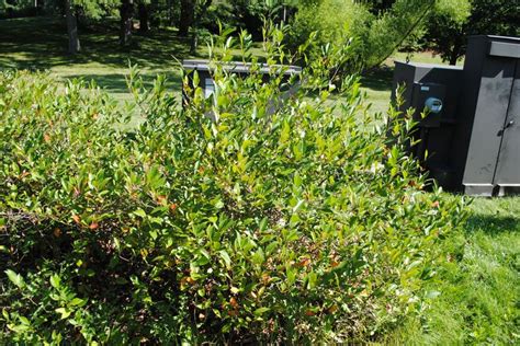 A Purple Chokeberry Shrub Near A Utility Unit On The East Side Of