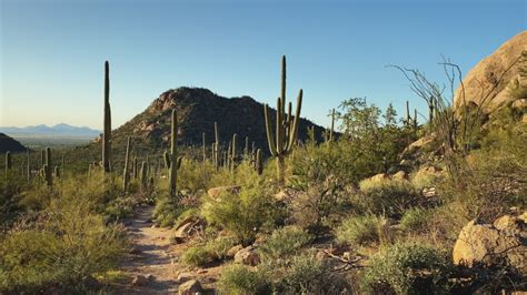 hiking trail between saguaro's saguaro national Stock Footage Video ...