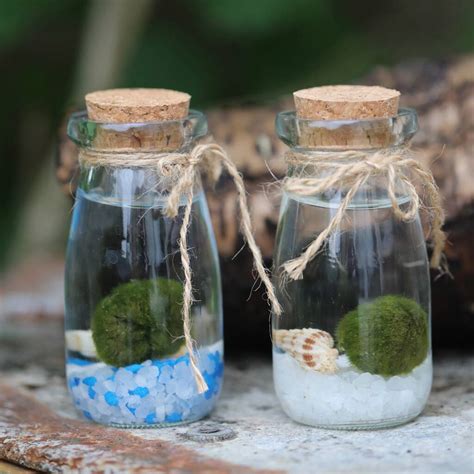 Marimo Moss Ball Terrarium In Glass Milk Jar By Dingading