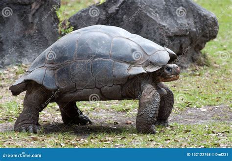 Galapagos Tortoise Standing On Sturdy Legs Stock Photo Image Of Green