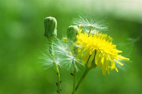 Characteristics Of Dandelion The Plant Aide