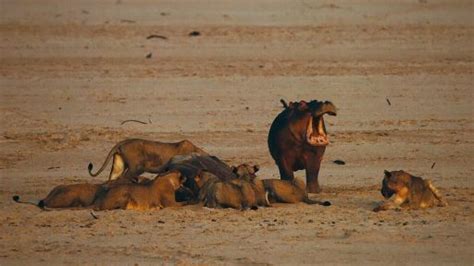 Hippo King About Nature Pbs