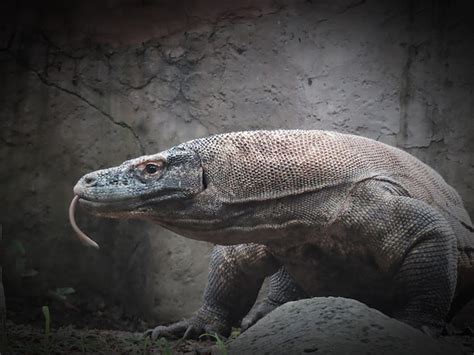 Premium Photo Endangered Komodo Dragon Or Varanus Komodoensis