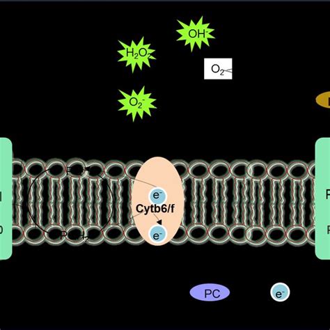 A simplified view of the photoreactivation mechanism (details in text ...