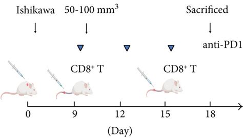 Blockade Of PD1 On CD8 T Cell Immunity Inhibits Tumor Growth In Vivo