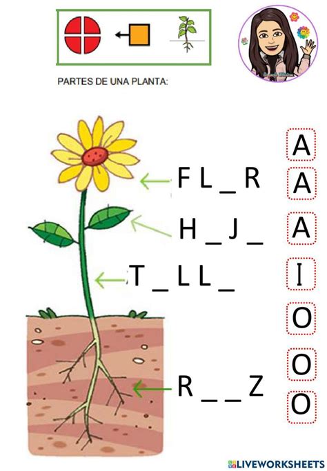 Partes De La Planta Worksheet 