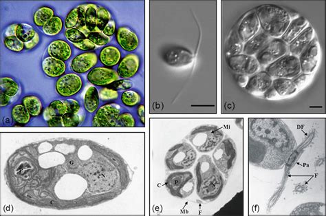 Light Microscope Images Ac Of Chlamydomonas Sp Uwo Cells