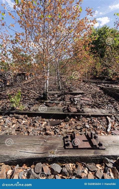 Tree On Railway Railroad Rail Track Abandoned Destroyed And