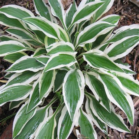 Хоста Белая Фото – Telegraph