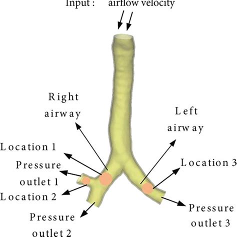 Velocity Contours At Different Positions Of The Healthy Airways And