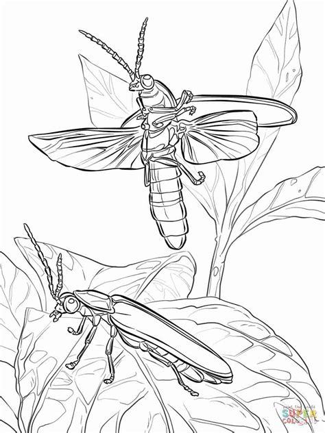 Firefly Coloring Pages At Getkristianblog Blog