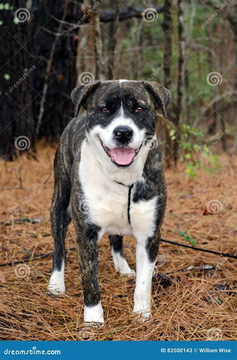 Happy Brindle Anatolian Shepherd Mixed Breed Dog Stock Image - Image of ...