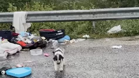 Jechała samochodem widok na poboczu złamał jej serce Szukał jedzenia