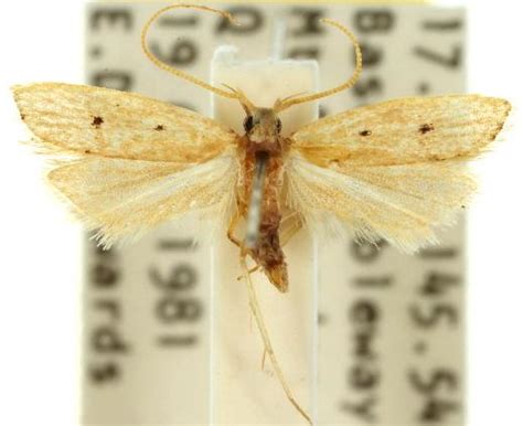 lecithocera concinna
