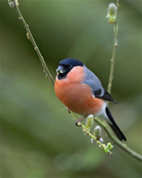 Bullfinch breeding