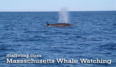 Massachusetts Whale Watching Tours Boats Boating Whales Dolphins ...