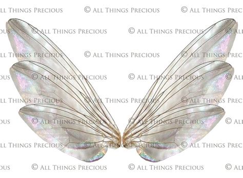 20 Png FAIRY WING Overlays Set 18 Insect Wings Fairy Wings Graphic