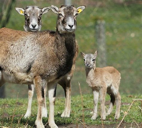 Mufflon Lamm Im Saarbr Cker Wildpark Geboren