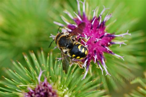 Photo Nature Lilliputienne Macrophotographies Anthidium Septemspinosum