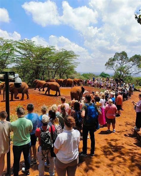 Nairobi National Park Elephant Orphanage Giraffe Center Tour