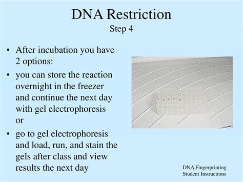 Dna Fingerprinting Dna Restriction Student Instructions Ppt Download