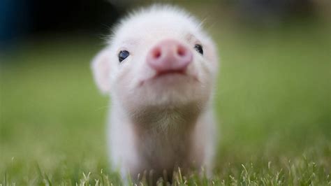 Cute Pig Wallpapers - Top Free Cute Pig Backgrounds - WallpaperAccess