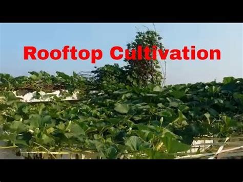 Rooftop Cultivation || Rooftop Farming || Rooftop Garden || Seasonal ...