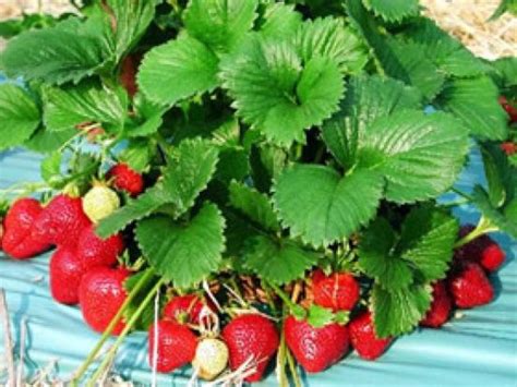 Клубника Флоренс: описание сорта с фото, отзывы садоводов