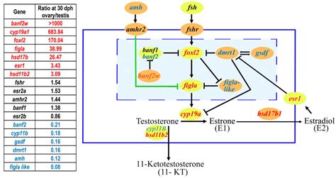 Ijms Free Full Text Master Key Regulators Of Sex Determination In