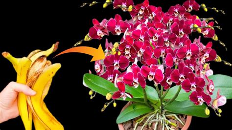 Banana Peel Best Fertilizer For Orchids To Bloom YouTube