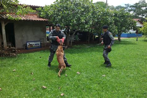 Cães da PM intensificam treinamento para ações de guarda e proteção