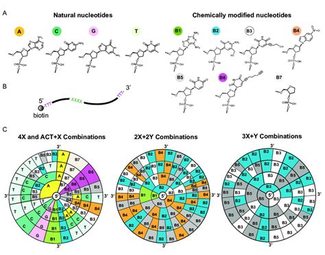 Dna Data Storage Using Natural And Chemically Modified Nucleotides A Download Scientific