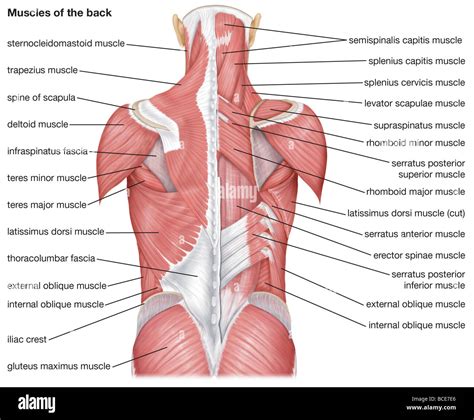 Les Muscles Du Dos Photo Stock Alamy