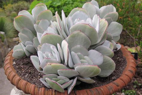 Crassula Growing Guides Tips And Information Gardener S Path