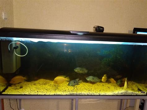 Аквариум 450 литров: 6 500 грн. - Акваріумістика Юрівка на Olx