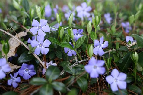 Forget Me Not Flower Wallpapers Images Photos Pictures Backgrounds