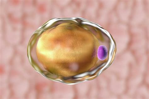 Fat Cell Photograph By Kateryna Kon Science Photo Library Fine Art