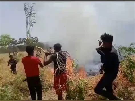 25 Bigha Wheat Crop Burnt To Ashes Control Found After Hours Of Hard